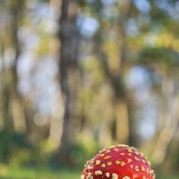 Fly Agaric wideangle 2 